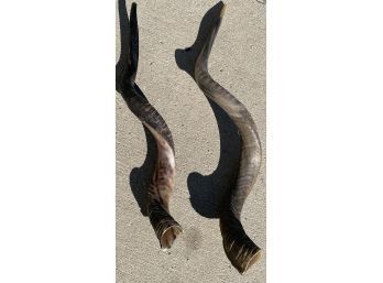 Natural/ Half Polished Set Of Kudu Horns