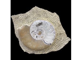 Beautiful Ammonite Fossil In Stone Slab