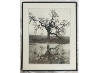 Framed Photograph Print Of Interesting Tree. Frame In Fair Condition