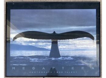 Photo Of Whale By Bob Talbot In Metal Frame