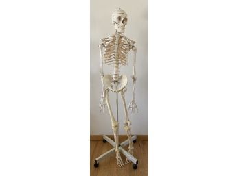 Complete Educational Model Skeleton. Plastic