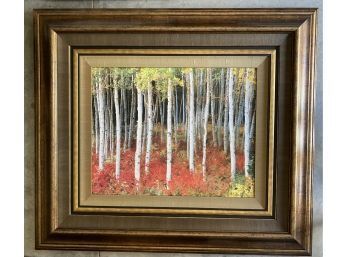 Framed Photography, Aspen Grove 46 X 40