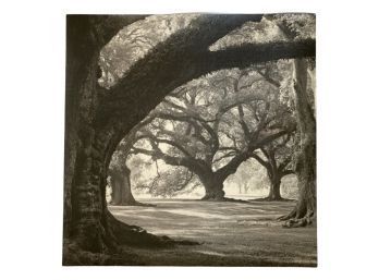 23X23 Inch Canvas Of Black And White Trees