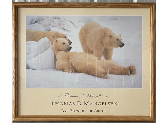 Thomas D. Mangelsen Poster Of Polar Bears. Frame With Glass