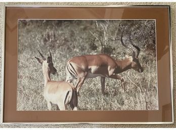 28 X 20 Photograph Of Impala, Framed With Glass