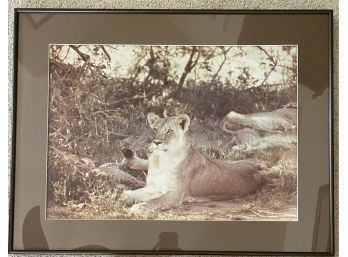 28 X 22 Photograph Of Lions, Framed With Glass
