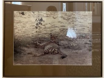 28 X 22 Photograph Of Cheetahs, Framed With Glass