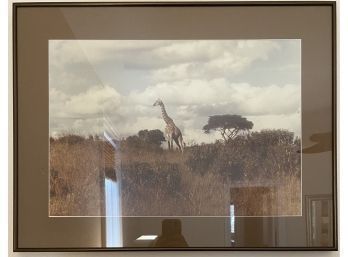 28 X 22 Photograph Of Giraffe, Framed With Glass