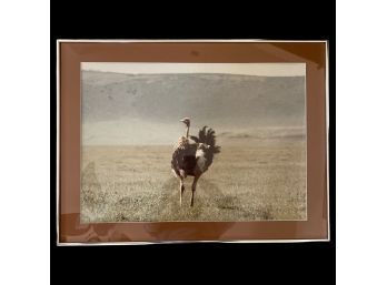 32 X 24 Photograph Of Ostrich, Frame With Glass