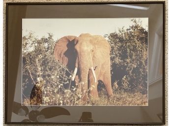 28 X 22 Photograph Of Elephant, Professionally Framed With Glass