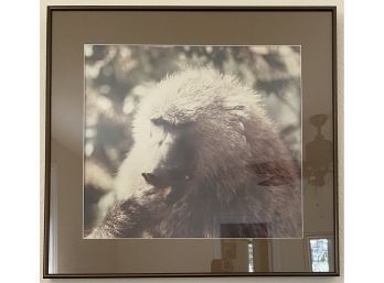 23 X 22 Photograph Of Baboon, Framed With Glass