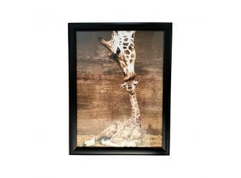 The First Kiss Giraffe Mom And Baby Framed Print