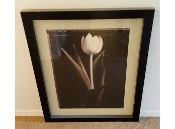 Black. & White Single Tulip Picture Matted In Black Wooden Frame Art Print