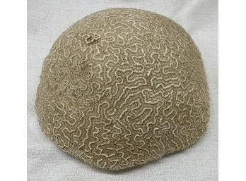 10 In. Brain Coral, Authentic