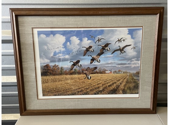 Golden Bounty Canada Geese Print By David A. Mass. Numbered 2598/2950 With Certificate Of Authenticity