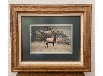 19 X 16 In. Framed Photograph Of Elk. Professionally Framed In Green Matte
