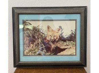 17 X 14 In. Framed Photograph Of Fox. Professionally Framed By Michaels