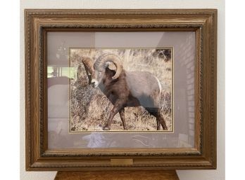 26 X 22 In. Framed Photograph Of Big Horn Sheep. Professionally Framed By Michaels