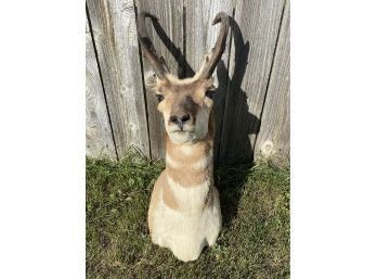 Pronghorn Mount