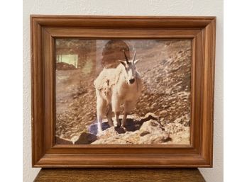 18 X 15 In. Framed Photograph Of Mountain Goat. Professionally Framed By Michaels