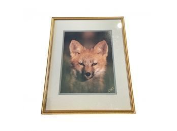 Young Red Fox Photograph By Wendy Shattil/bob Rozinski -signed In Bottom Corner. 1990