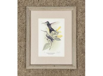 Print Entitled Magnificent Hummingbird By Mary Romig 1/25 (12.75x15.5)