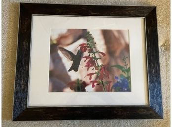 Adorable Framed Humming Bird Photograph