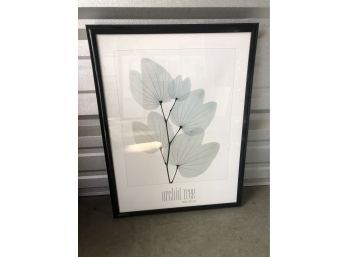 Albert Koetsier Framed Orchid Tree Poster With Frame (19 X 25 1/2)