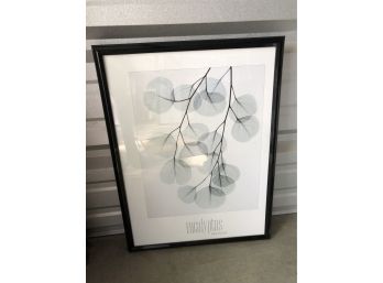 Albert Koetsier Framed Eucalyptus Poster With Frame (19 X 25 1/2)