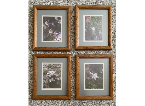 Set Of 4 Framed Photographs Of Wildflowers, 5 X 7 Each