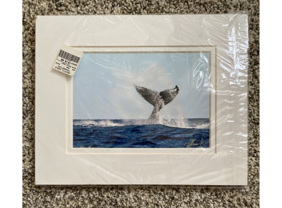 Photograph In Mat Frame Signed By Artist, Pacific Whale Foundation