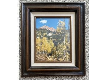 Framed Photograph Of Colorado Aspens In Fall