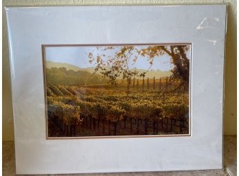 A Vineyard In Fall- Photograph By David Laurence Sharp. 2007. Signed
