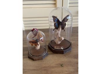 Real Taxidermy Butterflies In Glass Dome Displays (charaxes Cynthia And Banded Peacock)