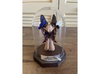 Real Taxidermy Butterflies In Small Glass Dome Display (metalmarks Ancyluris)