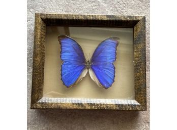 Real Taxidermy Melelaus Blue Morpho Butterfly Preserved In Glass And Wooden Case Display