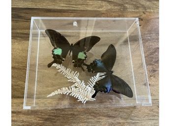 Real Taxidermy Butterflies Displayed In Clear Plastic Case (species Unknown)