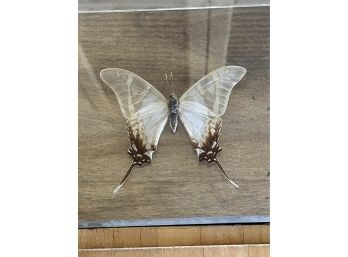 Real Taxidermy Butterfly Displayed In Clear Plastic Case On Wooden Block, Unattached (parides Columbus)