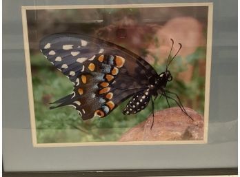 Asian Painting- Swallowtail