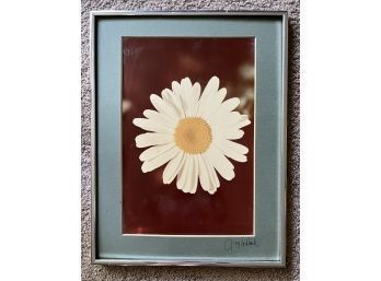 Vintage Daisy Photograph Signed By Artist Greg Schlack, Matted And Framed (13 1/2 X 17 1/2)