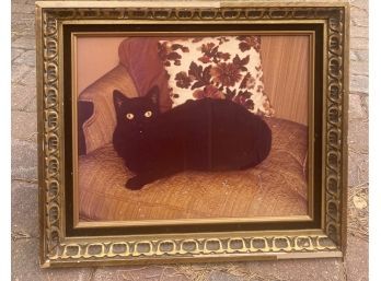 Large Photograph Of Black Cat In Frame