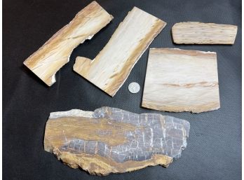 Petrified Wood Slabs, Very Nice, Large.
