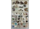 Galena, Petrified Dinosaur Bone, Fluorite, Sand Balls, Garnet, Gypsum, Topaz, Shark Tooth & More