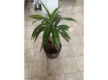 Decorative Fern And Pot, Dirt Included