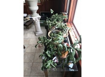 Huge Christmas Cactus Lot