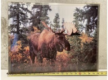 Moose Picture, Very Serene