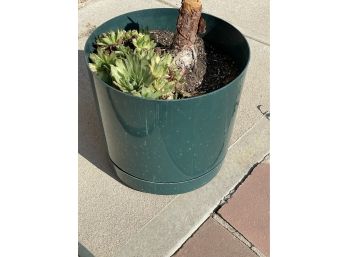 5 Gallon Pot Of Cactus Flowers
