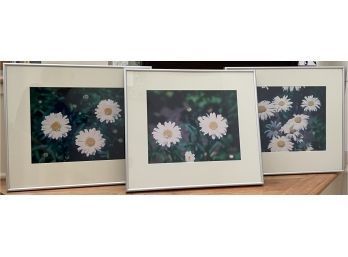 Gorgeous Collection Of Wild Daisy Photographs (3).