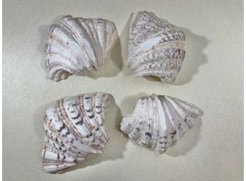 Beautiful Collection Of Dappled Clam Shells. Set Of 4.