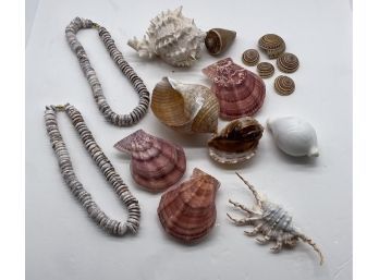 Beautiful Collection Of Shells And Two Gorgeous Shell Necklaces